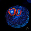 WWC Magma Ring Zoanthids