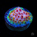 WWC Skittles Bomb Cyphastrea