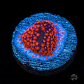WWC Spiderman Stylocoeniella