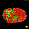 WWC Triple Threat Grafted Montipora