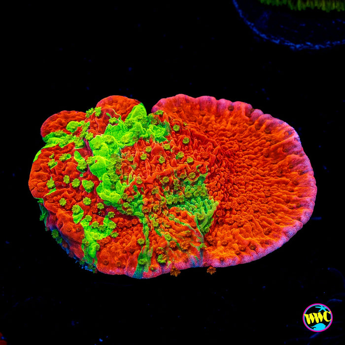 WWC Triple Threat Grafted Montipora