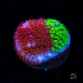 WWC Two Face Stylocoeniella