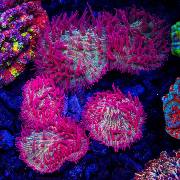 WWC Zombie Apocalypse Diaseris Plate - Mother Colony Photo